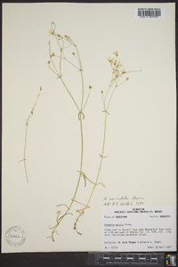 Minuartia muriculata image