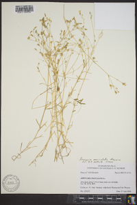 Minuartia muriculata image