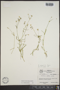 Minuartia muriculata image