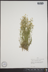 Minuartia muriculata image