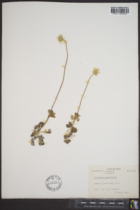 Image of Arenaria parviflora