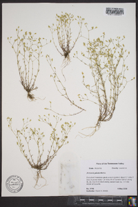 Arenaria patula image