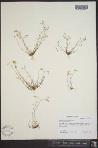 Arenaria patula image
