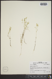 Arenaria patula image
