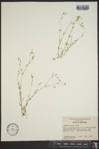 Arenaria patula image