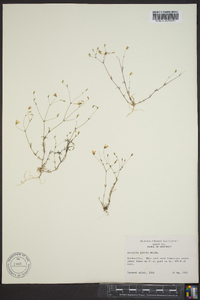 Arenaria patula image