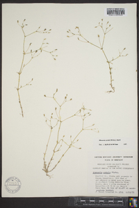 Arenaria patula image