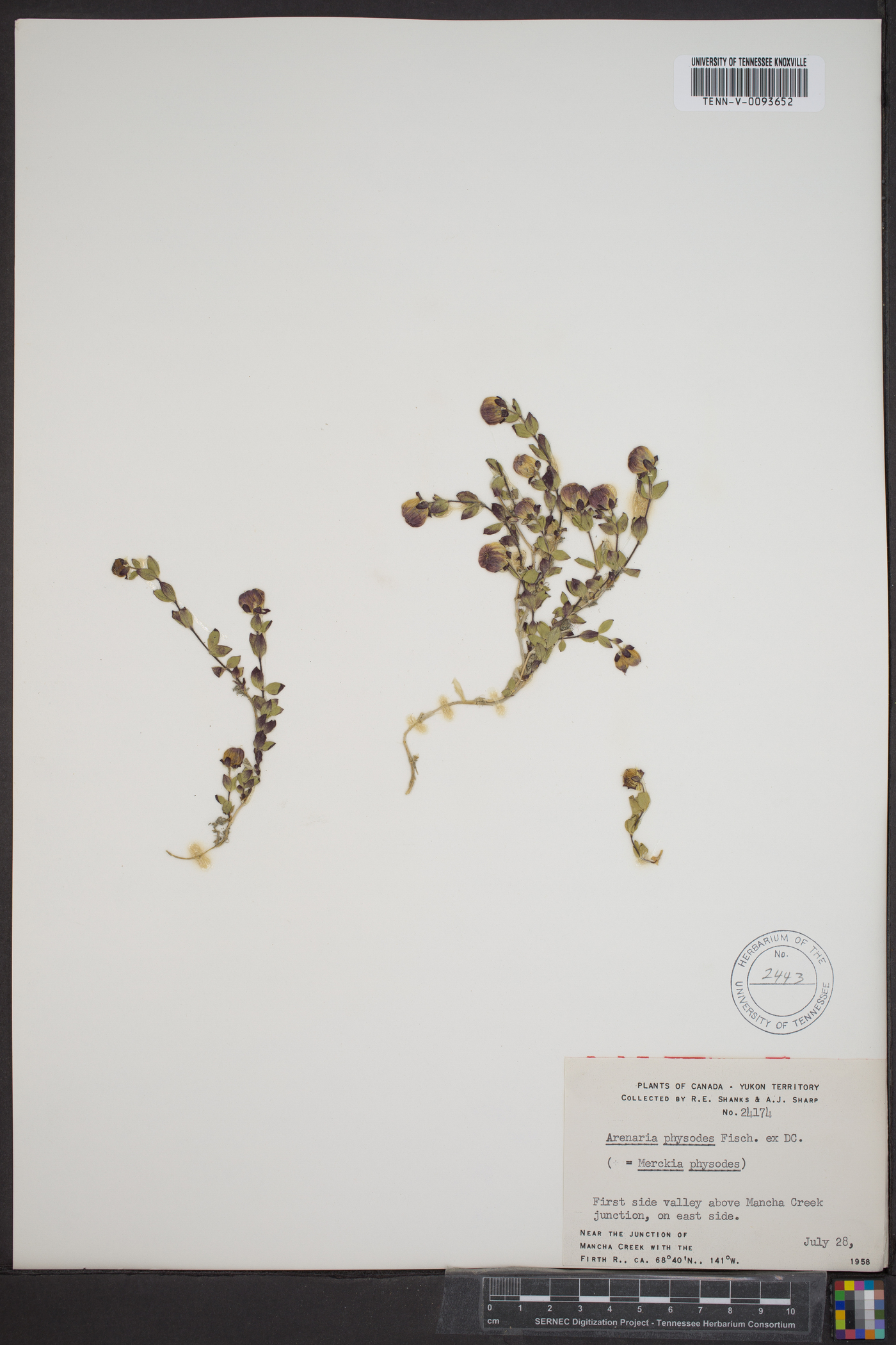 Arenaria physodes image