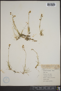 Arenaria physodes image