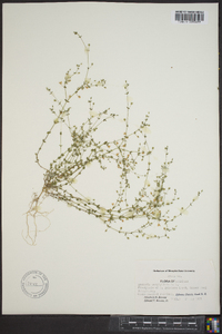 Arenaria serpyllifolia image