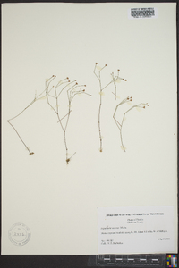 Stipulicida setacea image