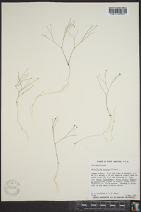 Stipulicida setacea image