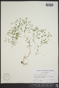 Paronychia canadensis image