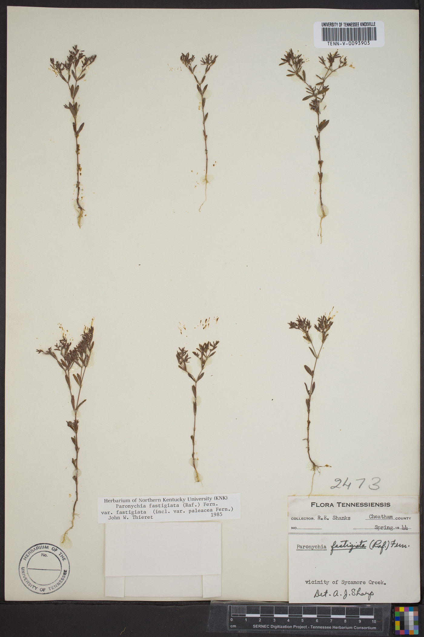 Paronychia fastigiata var. fastigiata image