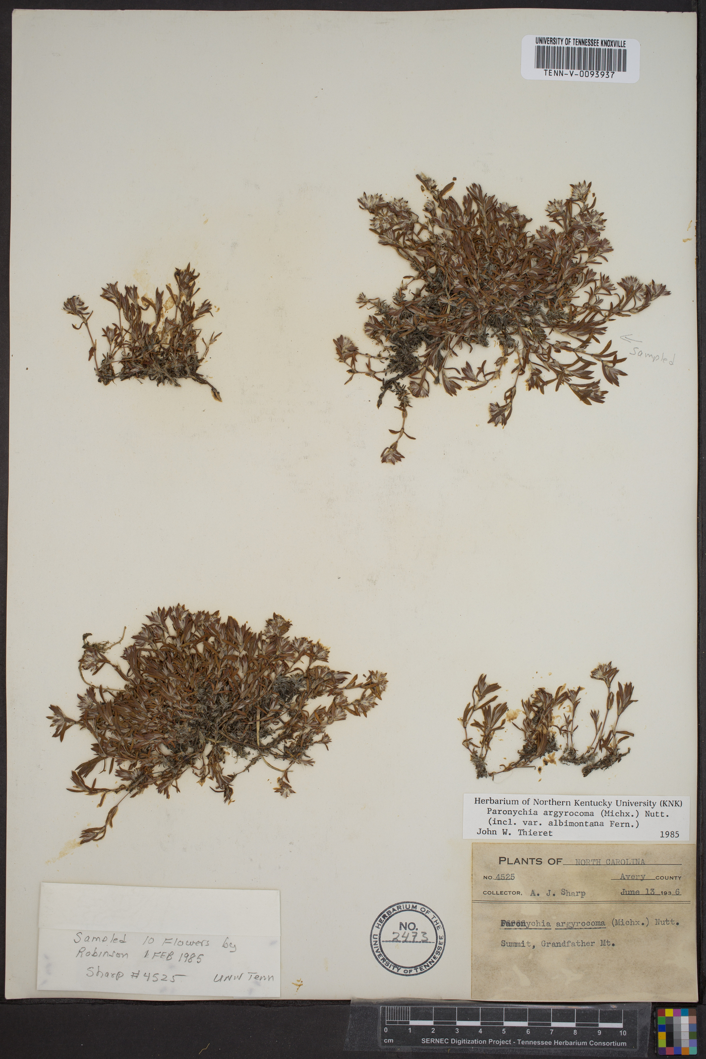 Paronychia argyrocoma var. albimontana image