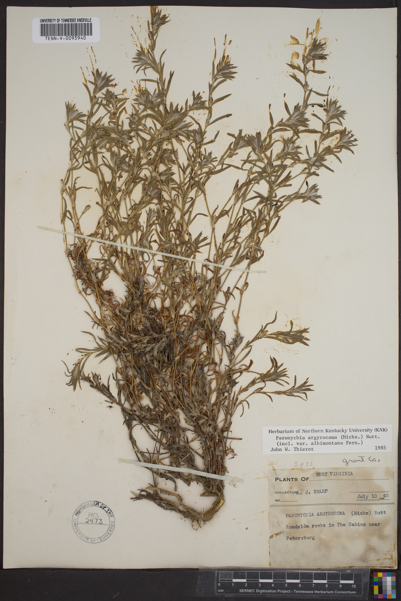 Paronychia argyrocoma image