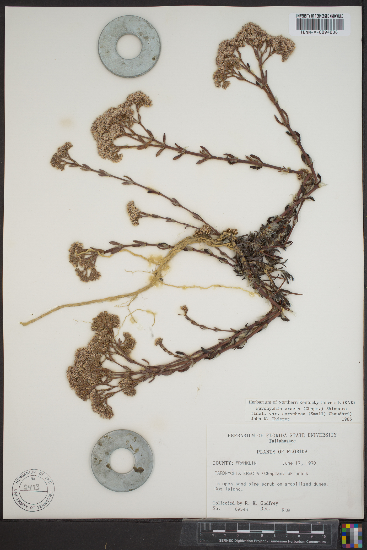 Paronychia erecta var. corymbosa image