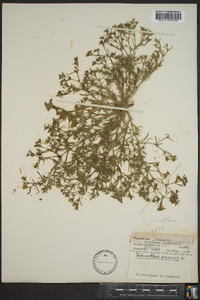 Scleranthus annuus image