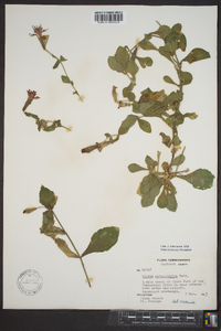 Silene rotundifolia image