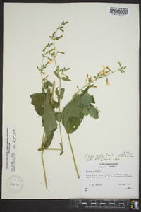 Silene ovata image