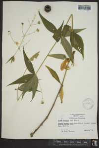 Silene stellata image