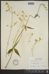 Silene stellata image