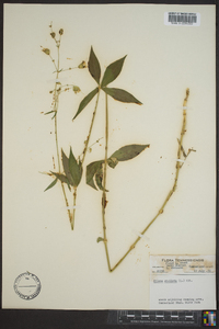 Silene stellata image