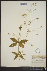 Silene stellata image