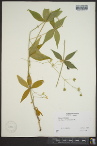 Silene stellata image