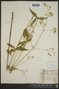 Silene stellata image