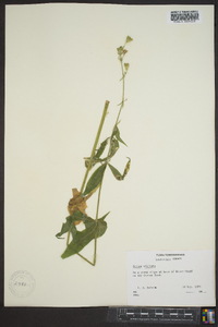 Silene stellata image