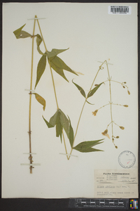 Silene stellata image