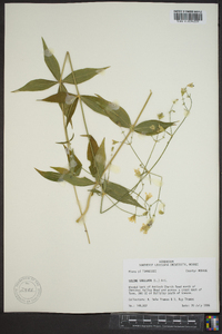 Silene stellata image