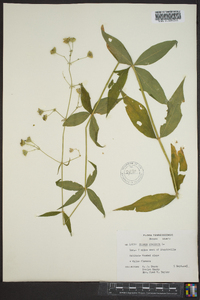 Silene stellata image