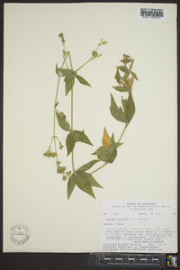 Silene stellata image