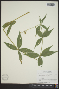 Silene stellata image