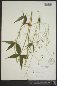 Silene stellata image