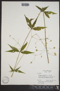 Silene stellata image