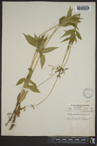 Silene stellata image