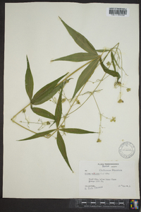 Silene stellata image