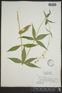 Silene stellata image