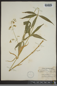 Silene stellata image