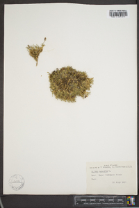 Silene acaulis image