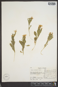 Silene laciniata image