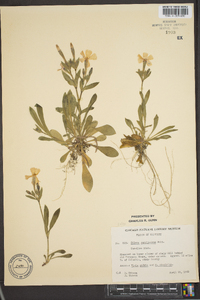 Silene caroliniana image