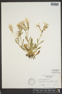 Silene caroliniana subsp. caroliniana image