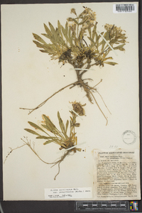 Silene caroliniana subsp. pensylvanica image