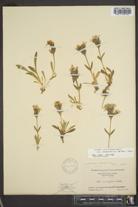 Silene caroliniana subsp. pensylvanica image