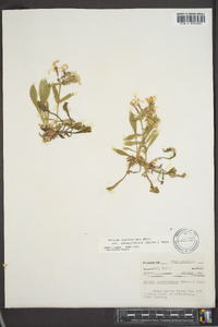 Silene caroliniana image