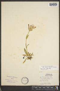 Silene caroliniana subsp. wherryi image